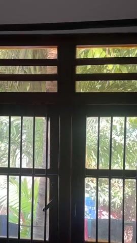 A vertical video shows a close-up view of a wooden door or window frame. The frame is divided into four sections by horizontal and vertical wooden dividers. The top two sections have horizontal wooden slats, while the bottom two sections have metal bars. Through the panes of glass and the gaps in the slats and bars, lush green foliage and a palm tree trunk are visible. The lighting suggests it is daytime, with light filtering through the vegetation. There are no people or actions depicted in the video.