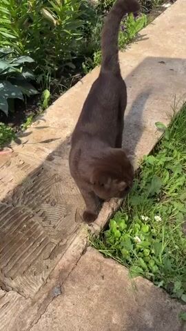 A brown cat with folded ears walks along a stone path next to green grass. The cat is in focus, and the background is blurred. The cat is looking down at the grass. The sun is shining, casting shadows on the path.