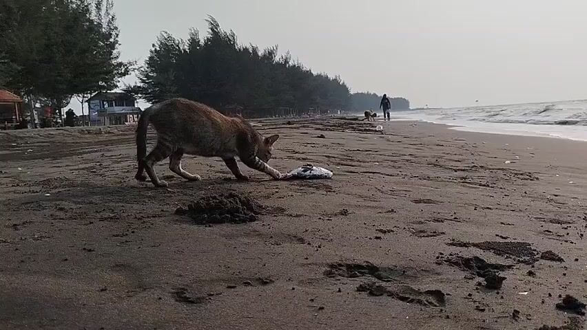 A tabby cat is sniffing at a dead fish on a sandy beach. In the background, two people and a dog are walking along the shoreline. The ocean is to the right, with waves breaking on the shore. Trees and some buildings line the beach in the distance. The sky is overcast.