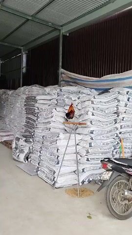 A rooster stands on a perch in front of stacks of large white bags. The bags are piled high and appear to be in a warehouse or storage area with a corrugated metal roof and walls. A motorcycle is parked on the right side of the frame. The rooster is facing towards the left of the frame.