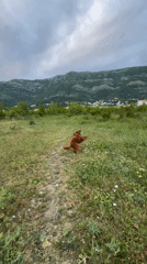 Dog plays fetch in mountain village of Miljevci, Montenegro