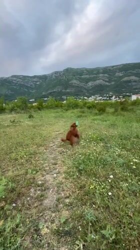 Dog plays fetch in mountain village of Miljevci, Montenegro