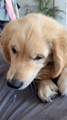 Golden Retriever puppy chews bone on gray surface in Netanya