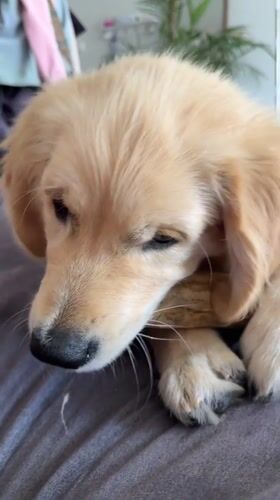 Golden Retriever puppy chews bone on gray surface in Netanya