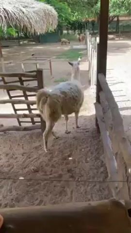 The video shows a white llama walking away from the camera within a fenced enclosure. The ground is sandy and there are wooden structures providing shade and fencing. In the background, beyond the fence, there are other animals including a brown llama and some sheep grazing on green grass. The scene appears to be set in a zoo or farm.