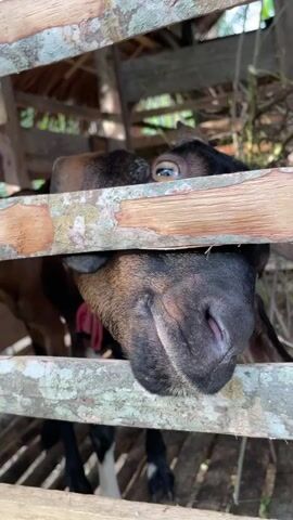 The video shows a close-up of a black and brown goat with a red rope around its neck. The goat is behind a wooden fence made of horizontal logs. The goat's head is turned towards the camera, with its eyes and nose visible. The background is blurred, but appears to be an outdoor setting with foliage and a wooden structure. The goat shifts its head slightly throughout the clip.