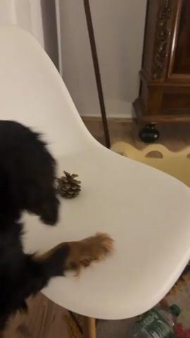 A black and tan dog stands on a white chair, reaching for a pinecone. The dog's front paws are on the seat of the chair, and its head is lowered, looking at the pinecone. The pinecone is small and brown, and it is resting on the seat of the chair. The chair is white and has a wooden frame. The background is blurred, but it appears to be a room with wooden floors and a rug.