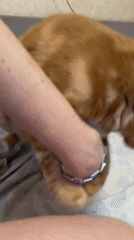 Orange tabby cat at home in Kommunarka, July evening