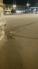 Seagulls spotted on downtown Plovdiv buildings during nighttime hours