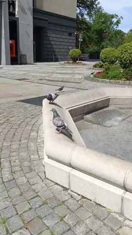 The video shows a public area with pigeons and a fountain. In the foreground, several pigeons are perched on the edge of a stone fountain. One pigeon in the center is grey with iridescent green and purple neck feathers and is looking to the left. Another pigeon to its right is also grey and white. Further back, another pigeon is standing on the fountain's edge, facing away from the camera. A fourth pigeon is on the cobblestone ground behind the fountain, facing left. In the background, a building with dark, textured walls is visible, with a large glass entrance. To the right of the building, a small patch of greenery with red flowers is present. A person wearing a light-colored jacket is walking away from the camera in front of the building. The ground is paved with cobblestones and lighter stone tiles. The lighting suggests it is daytime.