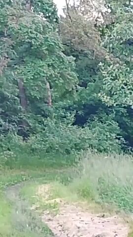 The video depicts a forest scene. Dense green trees and shrubs fill the background, with a path or clearing in the foreground covered in grass. No people or animals are visible.