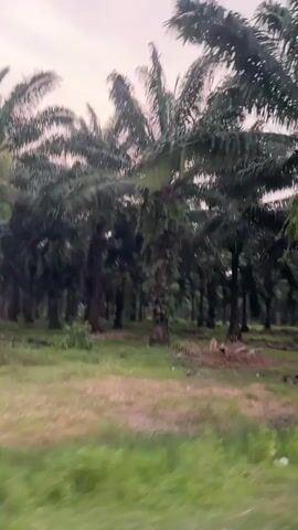 The video shows a view from a vehicle moving through a palm tree plantation. Tall palm trees with green fronds line the sides of the road. The ground is covered with grass and some debris. The sky appears overcast. The motion of the vehicle causes a slight blur in the image, particularly on the fronds of the palm trees.