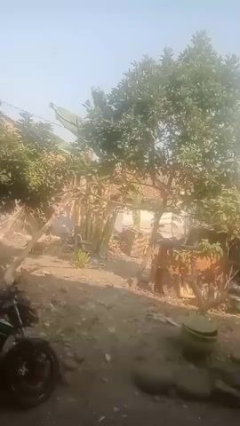 A brief video shows an outdoor scene. In the foreground, a motorcycle is partially visible on the left. The ground is uneven with dirt and stones. A large green planter is on the right. In the middle ground, a tree with dense green foliage stands prominently. Behind the tree, a dilapidated structure with a visible roof and walls appears to be under construction or in disrepair. The background is a hazy, bright sky. There are no people or animals visible. The overall impression is of a rural or semi-rural environment.