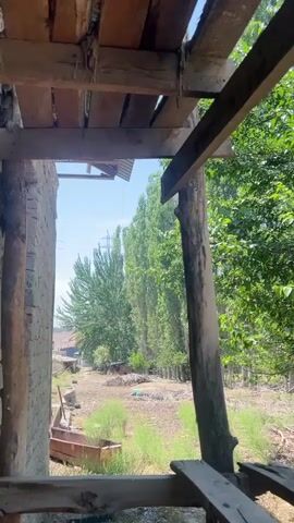 A low-angle video pans across a wooden structure and then to a lush green outdoor scene. The wooden structure appears to be made of rough-hewn logs and planks, suggesting a rustic or unfinished construction. Beyond the wooden structure, a line of tall, slender trees with dense green foliage stretches across the background. Some of these trees are in a row, while others form a thicker cluster. The ground is covered with dry leaves and sparse vegetation, indicating a natural, somewhat unkempt environment. The sky is visible in the upper portion of the frame, appearing clear and blue, suggesting a sunny day. The video captures a sense of natural abundance and a possibly abandoned or rural setting.