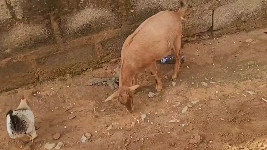Rural Nigerian morning: livestock, gardens, daily life documented