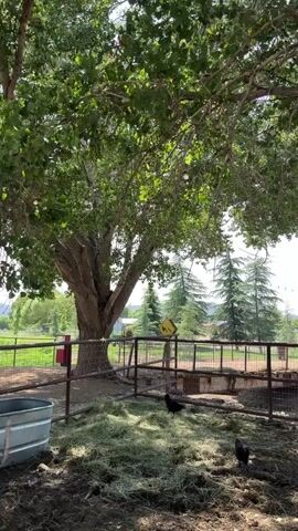 The video shows an outdoor scene on a farm. In the foreground, there is a fenced area with hay and dirt on the ground. Several black chickens are visible, pecking at the ground and moving around. To the right, a brown, shaggy cow with horns is lying down. Behind the fence, a metal trough is partially visible on the left. A large tree with lush green leaves dominates the upper portion of the frame, casting shadows on the ground. In the middle ground, there is a smaller fenced area with a bridge or ramp. A single gray bird, possibly a goose or turkey, is standing on the bridge. In the background, there are more trees, including several tall, slender evergreen trees, and a distant hillside. The sky is clear and blue, suggesting a sunny day. The overall impression is a peaceful, rural setting.