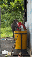 Morning life unfolds in Kuta Selatan: monkeys, offerings, daily routines