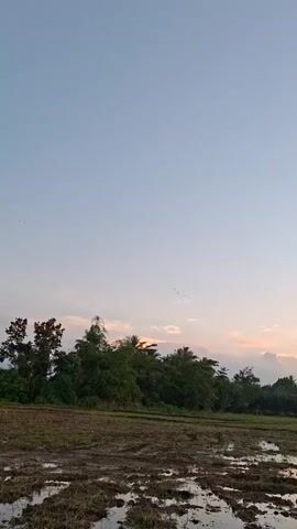 A video displays a wide shot of a rural landscape at dusk. The sky is a gradient of pale blue fading into pastel pink and orange near the horizon. In the foreground, a muddy field with shallow pools of water reflects the sky. A line of dense green trees, including bamboo and palm trees, stretches across the middle ground. A few small birds are visible in the sky. The overall impression is one of a peaceful, natural setting as daylight fades.