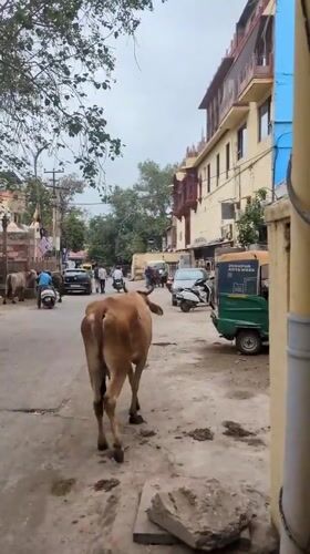 Morning wander through Jodhpur's Blue City streets