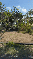 Rural Indonesian landscape captured from moving vehicle in Sukawati