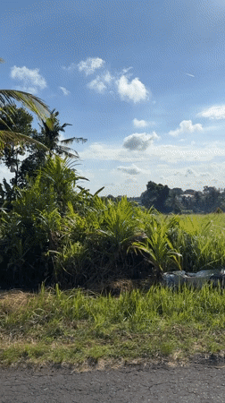 Rural Indonesian landscape captured from moving vehicle in Sukawati
