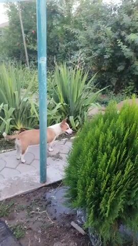 A medium-sized dog with tan and white markings stands near a green pole, looking to the left. In the background, a larger tan dog is sniffing near some bushes and a closed white door. The area appears to be an outdoor space with various plants and some paving stones.