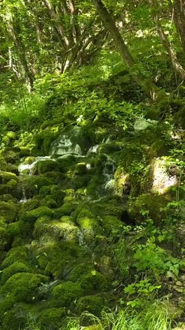 The video shows a stream flowing downhill through a lush green forest. The water cascades over rocks covered in vibrant green moss. Sunlight filters through the trees, creating dappled light patterns on the stream and surrounding vegetation. The camera moves slightly, following the course of the stream as it winds through the forest. There are no people visible in the video.