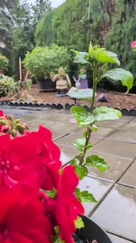 A close-up shot focuses on bright red flowers in the foreground, with water droplets on their petals. In the background, a garden patio with stone tiles is visible, wet from rain. Further back, two garden gnomes are depicted: one resembling Shrek, standing near a drum set, and another, a green figure, sitting and playing the drums. Lush green bushes and trees form the backdrop under an overcast sky, with visible raindrops falling.