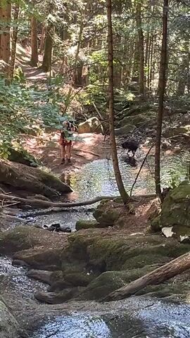 A person is walking near a stream in a forest. A black dog is in the stream. The stream has rocks and moss around it. There are trees and sunlight filtering through the leaves. The camera is moving and the video is shaky.