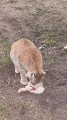 Big cats observed at Perm Zoo during visitor hours