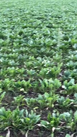 The video shows a close-up view of a large field of green plants, likely sugar beets, with rows clearly visible. The camera pans slowly across the field, creating a slightly blurred effect. In the background, a small white and red building is visible, along with trees and a cloudy sky. The overall impression is of a rural agricultural setting.