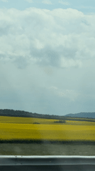 Yellow flower field captured from moving vehicle near Zheleznik