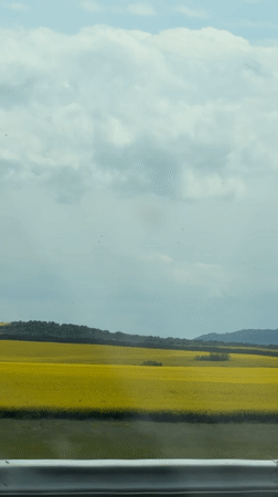Yellow flower field captured from moving vehicle near Zheleznik