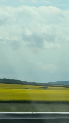 Yellow flower field captured from moving vehicle near Zheleznik
