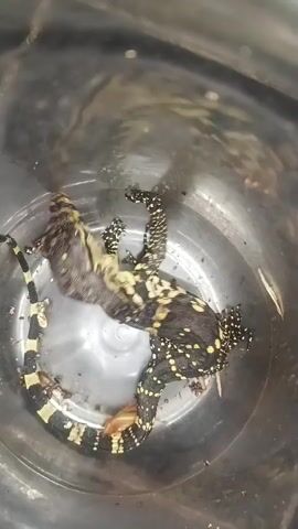 A monitor lizard is submerged in a clear container filled with water. The lizard is black with yellow spots and stripes and appears to be struggling. A small insect, possibly a grasshopper, is also in the container with the lizard. The camera is positioned above the container, looking down at the scene.