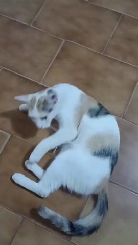 The video shows a calico cat lying on a tiled floor. The cat is white with patches of tan and black. Its head is down, and it appears to be resting or grooming itself. The tiles are brown and square.