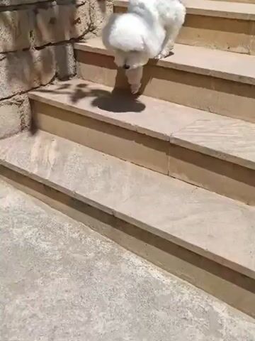 A white bichon frise dog walks down a set of outdoor stairs. The dog then walks onto a patch of dry grass and sniffs the ground. The environment appears to be sunny with some shadows cast from trees.