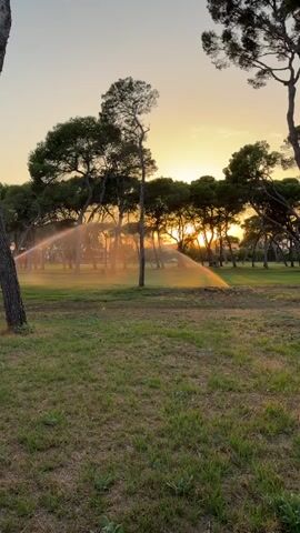 The image depicts a serene scene of a golf course at sunset in Castelló de la Plana, Spain. The setting sun casts a warm, golden glow across the landscape, illuminating a sprinkler system as it irrigates the lush green grass. Tall, mature trees, likely pines given the location, form a dense backdrop, their silhouettes stark against the vibrant sky. The sprinkler's spray catches the sunlight, creating a shimmering, ethereal effect, suggesting a peaceful and tranquil atmosphere. The time of day is clearly evening, with the warm tones of the sunset indicating either sunrise or sunset, though the soft light and shadows lean towards sunset. The ground is covered in well-maintained grass, with a few scattered brown patches. The overall impression is one of natural beauty enhanced by human intervention, creating a calming and picturesque view. There is no visible text in the image.