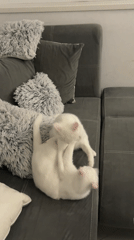 White cat plays on couch in Burgas, Bulgaria