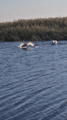 Sunflowers, swans, and open steppe in rural Kazakhstan