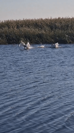 Sunflowers, swans, and open steppe in rural Kazakhstan