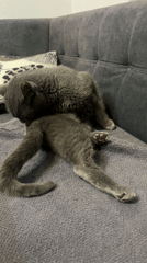Gray cats grooming on couch in Varna, Bulgaria