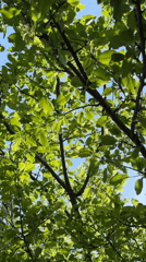 Morning sunlight captured through tree canopy in Sofia
