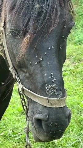 A close-up video shows the head of a black horse. The horse is wearing a halter that appears dirty and worn. Numerous flies are visible on the horse's face, particularly around its eyes, nostrils, and muzzle. The horse's mane is dark and appears somewhat unkempt. The background is blurred but suggests a grassy, outdoor environment. The video is grainy, and the focus is on the horse's face and the insects.