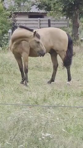 A light brown horse with a dark mane and tail stands in a grassy field. The horse is facing left and appears to be grazing. In the background, there is a wooden fence and some trees. The sky is overcast.
