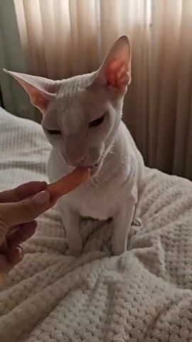 A white cat with large ears sits on a textured white surface, likely a bed, and eats a piece of orange food from a person's hand. The cat's face is partially obscured by its mouth as it chews. The background consists of vertically lined curtains. The lighting is soft, suggesting an indoor environment.