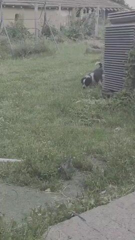 The video displays an outdoor scene featuring a small, black and white puppy exploring a grassy area. The puppy, with short fur, has distinct black patches on its head, back, and tail, contrasted with white fur on its face, chest, and legs. It moves gently through the tall, unkempt green grass, sniffing the ground and occasionally looking around with curiosity, its tail wagging.

In the foreground, a white PVC pipe is partially visible on the ground, alongside a patch of concrete or paved surface at the bottom left. To the right, a stack of light-colored, rectangular objects, possibly sheets of metal or plastic, stands vertically, partially obscured by overgrown vegetation. An old, single-story building is visible in the background, featuring faded yellow or beige walls and a dark, tiled roof. Wooden support structures are also present around the building, which appears somewhat aged and possibly disused. The overall environment suggests a rustic or rural setting with abundant vegetation.

The lighting is soft and diffused, indicating an overcast day or a time of day with indirect sunlight. The puppy appears content and inquisitive as it moves through the yard. No people are visible in the frame, and there is no discernible text. The scene conveys a sense of quiet exploration in a natural, somewhat neglected outdoor space in Kalipetrovo, Bulgaria.