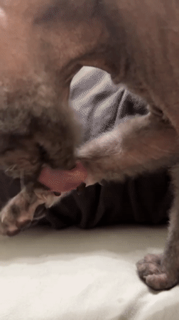 Hairless cat mid-groom on a cozy surface in Kyiv