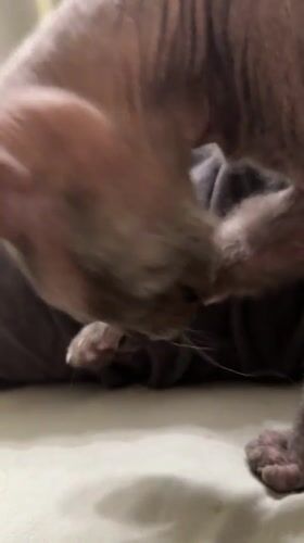 Hairless cat mid-groom on a cozy surface in Kyiv