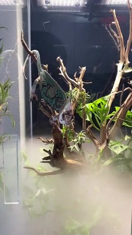 A chameleon is hanging upside down from a branch in an enclosure. The chameleon is green with blue markings on its body. It is partially obscured by mist. The enclosure contains branches and plants.